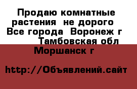 Продаю комнатные растения  не дорого - Все города, Воронеж г.  »    . Тамбовская обл.,Моршанск г.